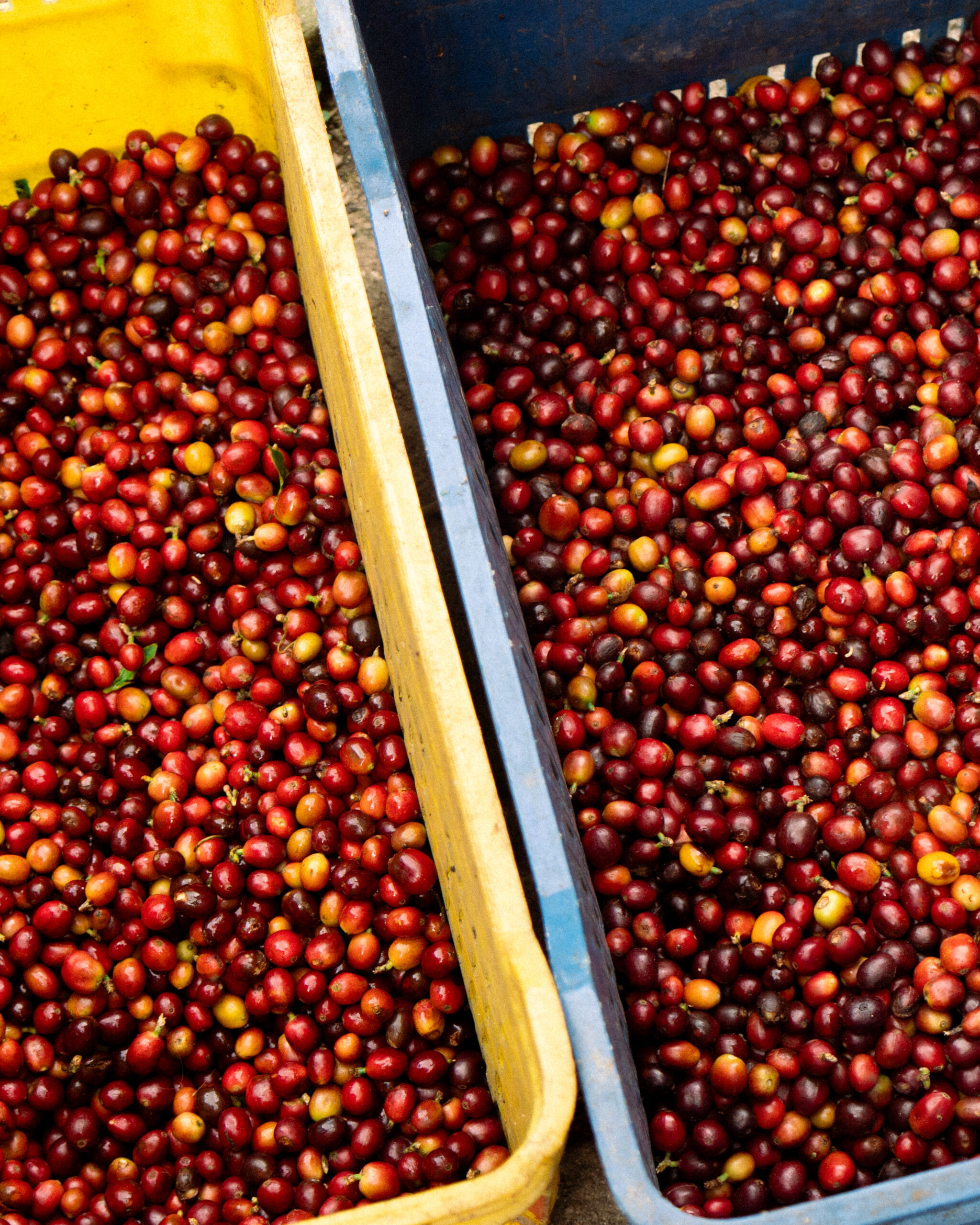 CASTILLO RED HONEY - Image 4