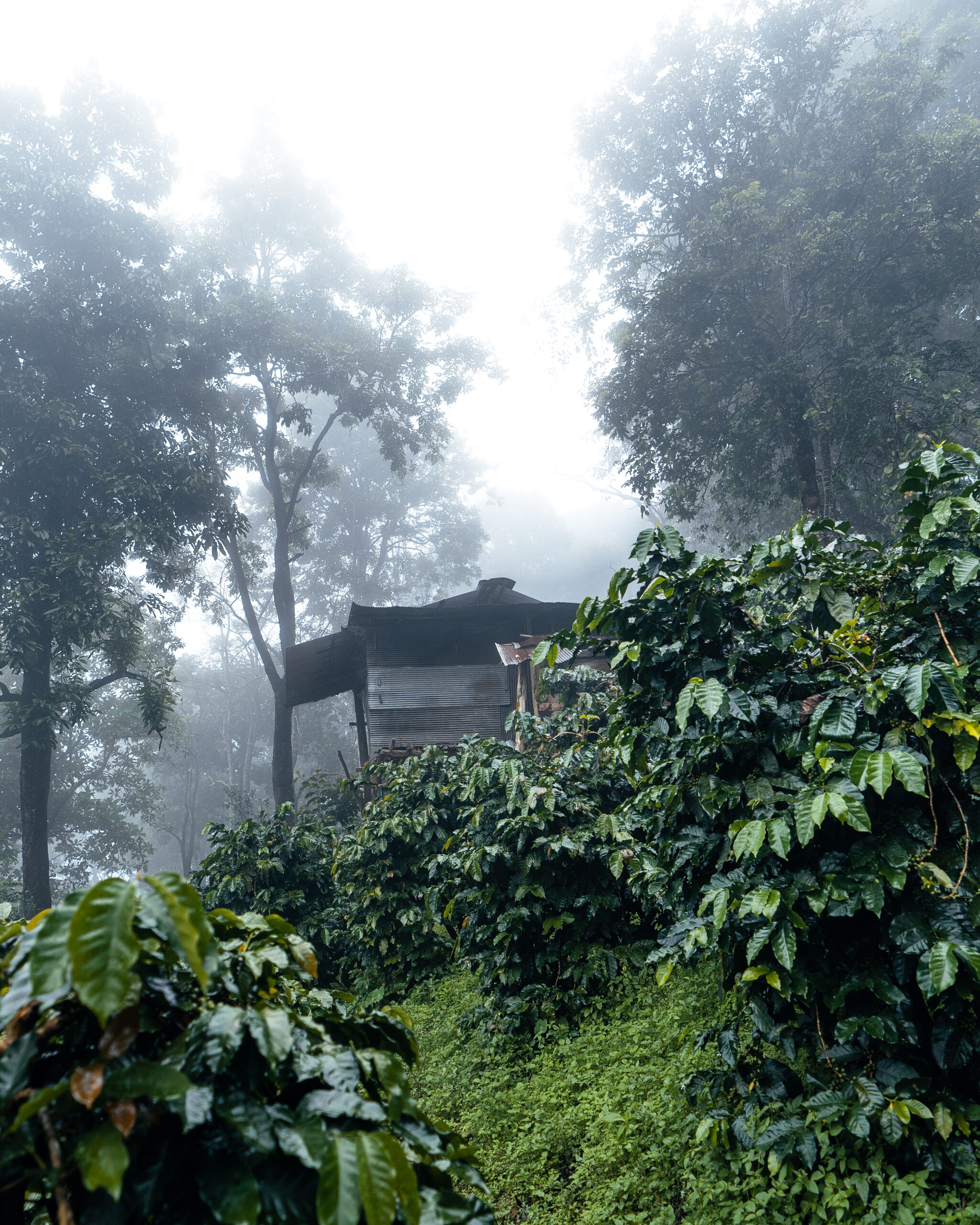 Coffee plantation in the misty forest,coffee plant and raw coffee beans